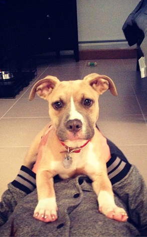 Vinny Guadagnino, Puppy, Pitbull, Instagram Vinny Guadagnino, Puppy, Pitbull, Instagram